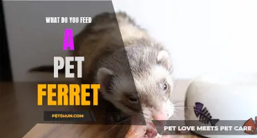 What Are the Best Foods for Feeding Your Pet Ferret?
