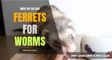 Treating Worms in Ferrets: Effective Methods and Medications