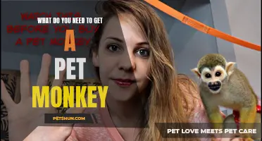 Essential Requirements for Owning a Pet Monkey: A Comprehensive Guide