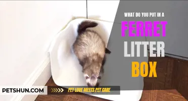 The Essential Components for a Ferret Litter Box: What You Need to Know