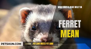 Understanding the Significance of a Blue Belly in Ferrets