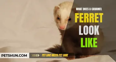 Unveiling the Alluring Appearance of a Caramel Ferret