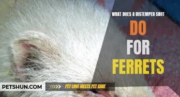 Understanding the Importance of Distemper Shots for Ferrets