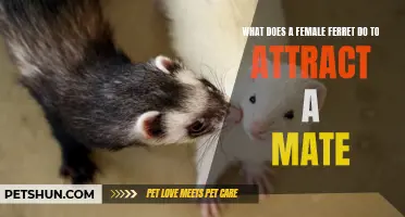 The Fascinating Tactics Female Ferrets Employ to Attract a Mate