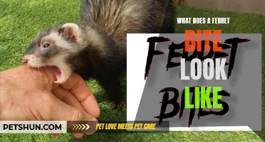 Understanding the Appearance of a Ferret Bite: Exploring the Signs and Symptoms
