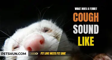 Unveiling the Secrets: What Does a Ferret Cough Sound Like?
