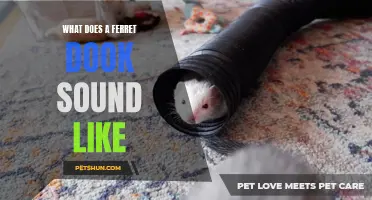 What's That Sound? Discovering the Mysterious Dook of a Ferret