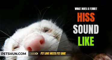 What Does a Ferret Hiss Sound Like? A Complete Guide
