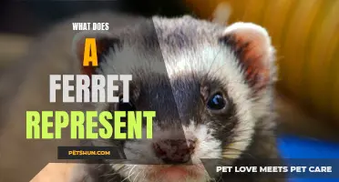 Unlocking the Symbolism: What Does a Ferret Represent