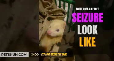 Understanding the Visuals of a Ferret Seizure: A Closer Look at Symptoms and Signs