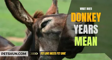 Understanding the Meaning and Origins of "Donkey Years