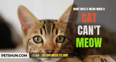 Understanding the significance of a cat's inability to meow