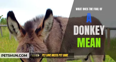 Exploring the Meaning Behind the Foal of a Donkey