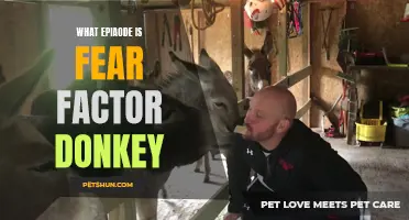 The Episode of Fear Factor with the Donkey Challenge