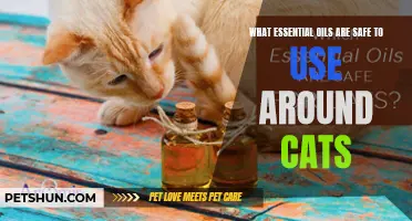 Safe Essential Oils to Use Around Cats: A Guide to Pet-Friendly Aromatherapy