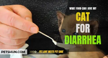Dietary options to help alleviate cat diarrhea