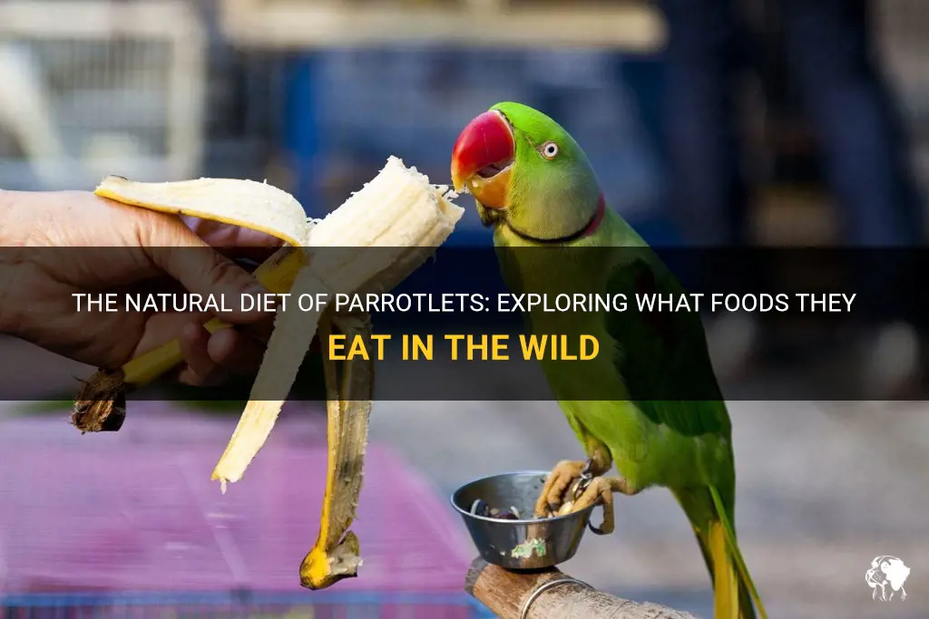 what food does a parrotlet eat in the wild