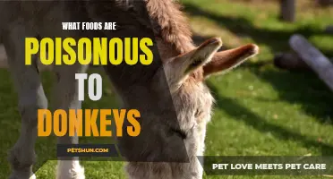 Common Foods That Are Poisonous to Donkeys