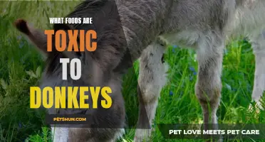 Toxic Foods You Should Avoid Feeding to Donkeys