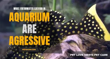 The Aggressive Nature of Freshwater Catfish in Aquariums