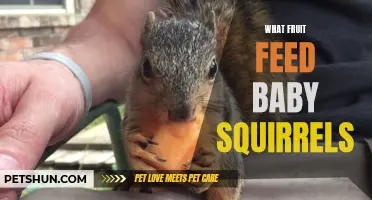 Fruits That Are Suitable for Feeding Baby Squirrels