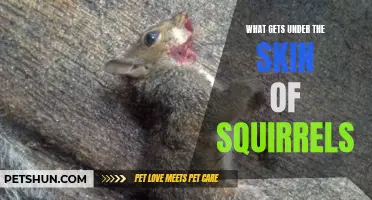 How Squirrels Get Under Your Skin: Understanding their Annoying Habits