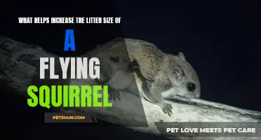 How to Boost the Litter Size of Flying Squirrels: Tips and Tricks
