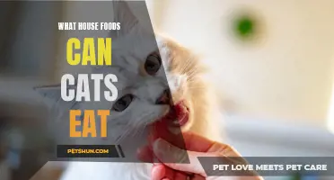 What House Foods are Safe for Cats to Eat?