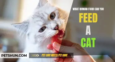 Feeding Felines: Decoding the Dos and Don'ts of Human Food for Cats