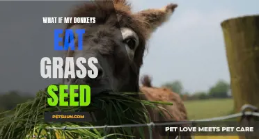 Why It's Important to Monitor Your Donkeys' Diet: The Potential Dangers of Grazing on Grass Seed