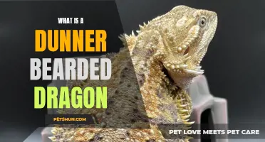 Dunner Bearded Dragon: A Unique Variation of the Popular Reptile Species