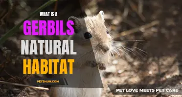 Understanding the Natural Habitat of Gerbils: A Comprehensive Guide