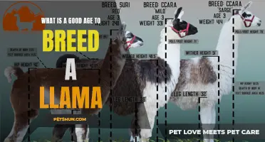 When is the Ideal Time to Breed a Llama?