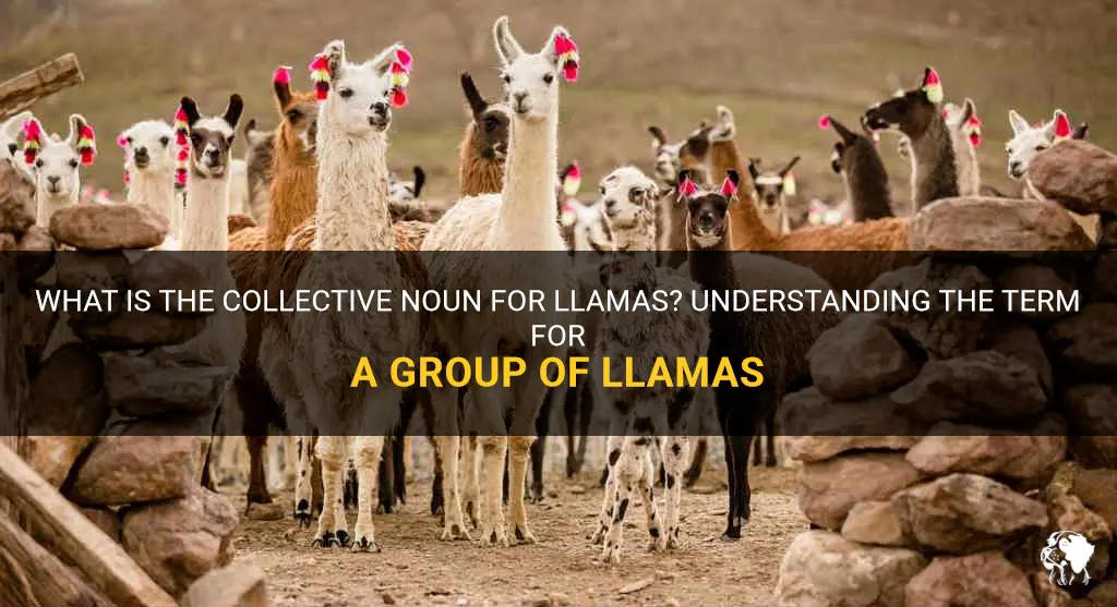what is a herd of llamas called