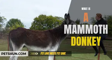 Unveiling the Fascinating World of the Majestic Mammoth Donkey