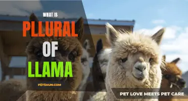 The Plural of Llama: Unraveling the Mystery