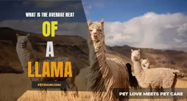 Understanding the Average Heat Levels of Llamas: What You Need to Know