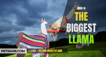 The Largest Llama: Unveiling the Gigantic Wonders of These Majestic Creatures