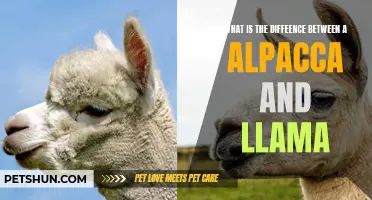 The Key Differences: Alpaca vs. Llama – Unveiling the Distinct Characteristics