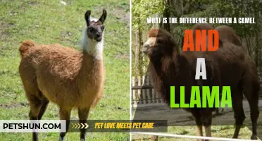 Camel vs Llama: Understanding the Key Differences