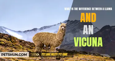 The Distinctions Between Llamas and Vicunas Explained