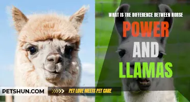 Understanding the Distinction Between Horse Power and Llamas: Unraveling the Enigma