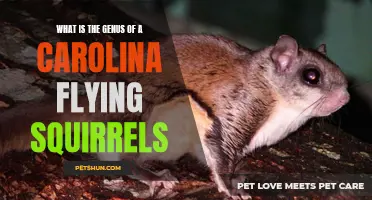 Exploring the Genus of Carolina Flying Squirrels: An In-Depth Look