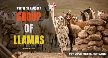 The Unusual Name Given to a Group of Llamas You Might Not Know About