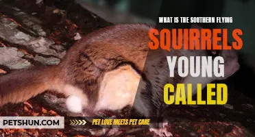 All About the Southern Flying Squirrel's Adorable Offspring