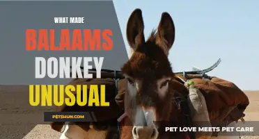 The Unusual Traits That Set Balaam's Donkey Apart