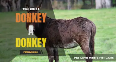 The Unique Characteristics That Make a Donkey a Donkey