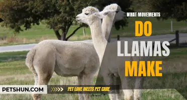 The Intricate Movements of Llamas: A Fascinating Exploration