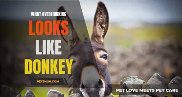 What Overthinking Looks Like in Donkeys: Signs and Behaviors