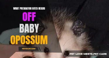 The Brutal Predator That Takes Baby Opossums' Lives By Biting Their Heads Off